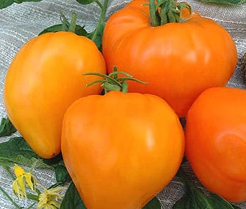 Tomato Altai honey: reviews, photos, yield