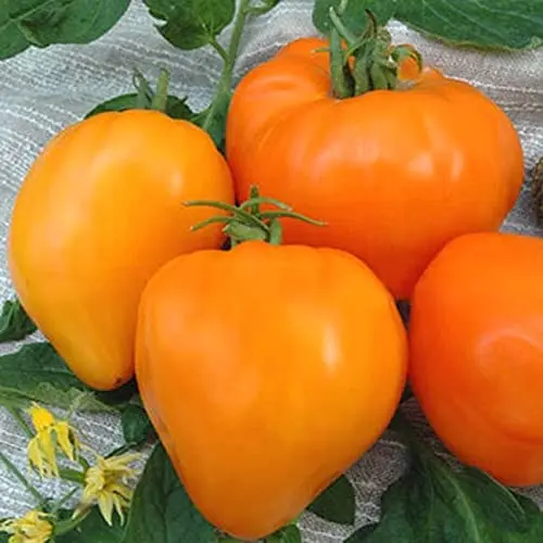 Tomato Altai honey: reviews, photos, yield