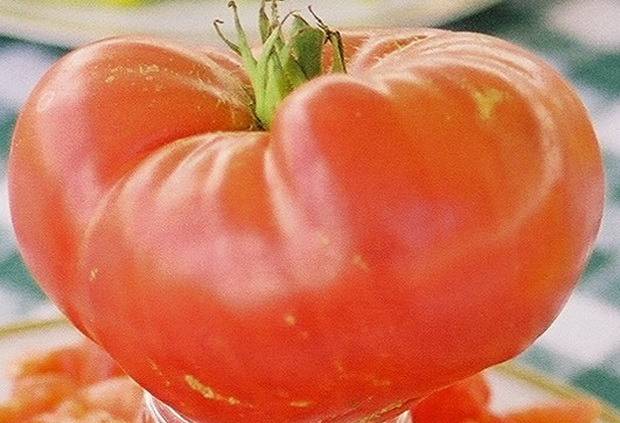 Tomato Altai masterpiece: reviews, photos