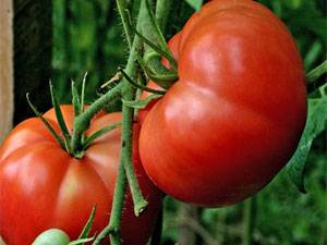 Tomato Altai masterpiece: reviews, photos