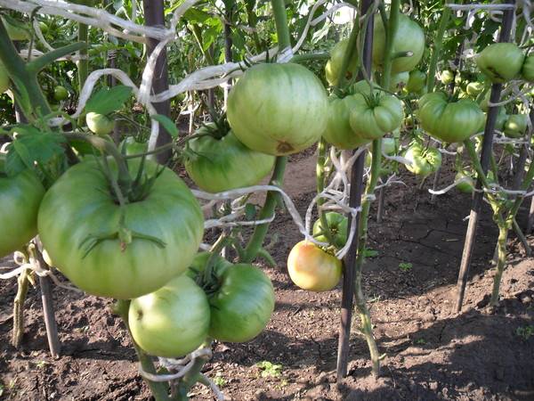 Tomato Altai masterpiece: reviews, photos