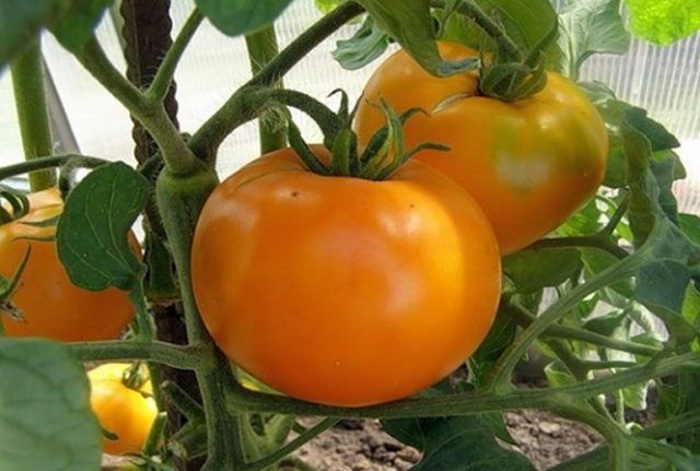 Tomato Altai orange: description and characteristics of the variety