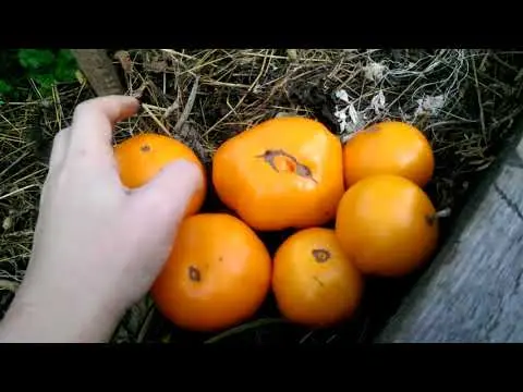 Tomato Altai orange: description and characteristics of the variety