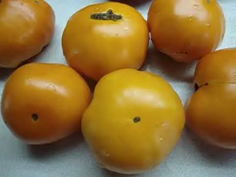 Tomato Altai orange: description and characteristics of the variety