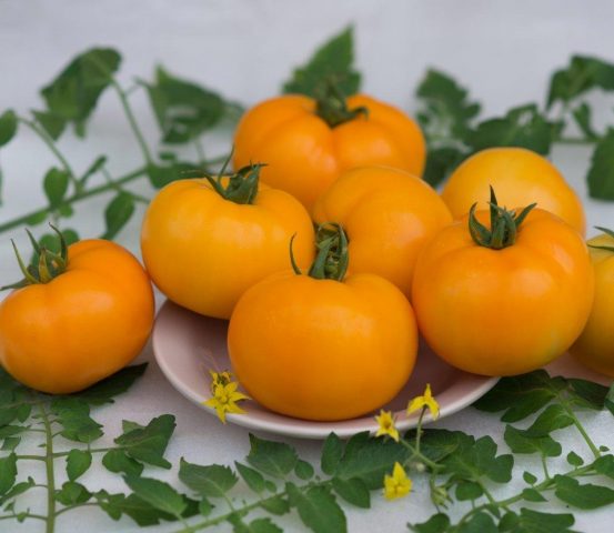 Tomato Altai orange: description and characteristics of the variety