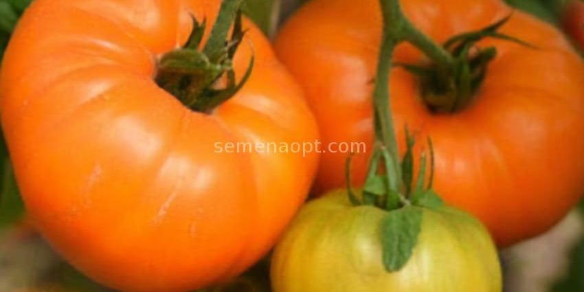 Tomato Altai orange: description and characteristics of the variety