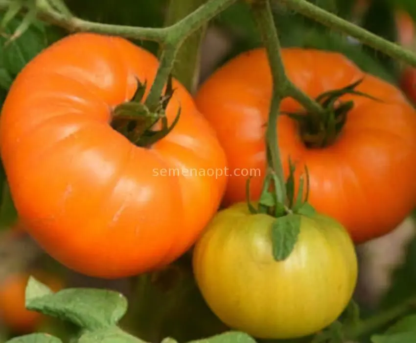 Tomato Altai orange: description and characteristics of the variety