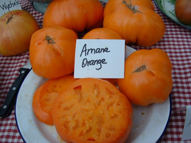 Tomato Amana Orange (Amana Orange, Amana orange): characteristics, yield