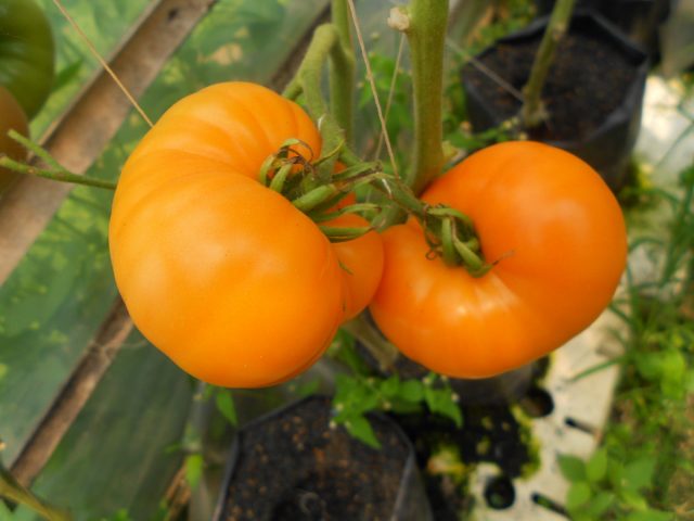 Tomato Amana Orange (Amana Orange, Amana orange): characteristics, yield