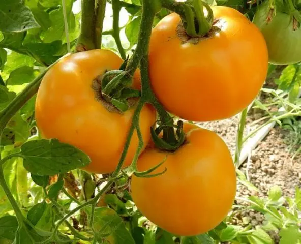 Tomato Amber: characteristics and description of the variety