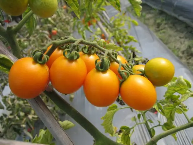 Tomato Amber: characteristics and description of the variety