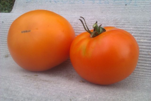 Tomato Amber: characteristics and description of the variety