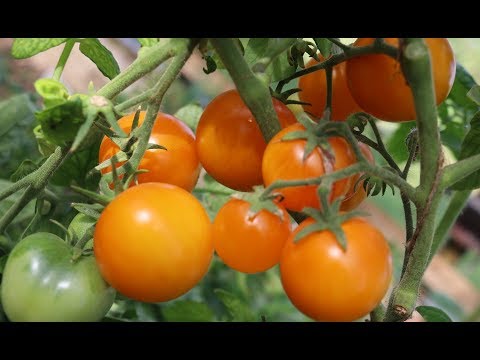 Tomato Amber: characteristics and description of the variety