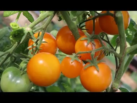 Tomato Amber: characteristics and description of the variety