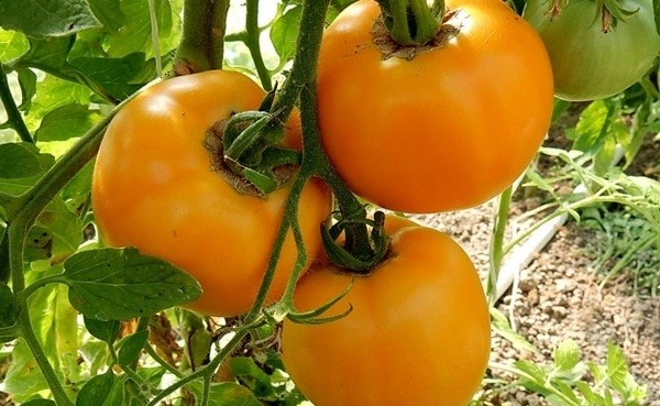 Tomato Amber honey: reviews, photos, yield