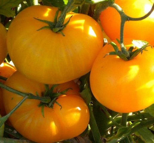 Tomato Amber honey: reviews, photos, yield