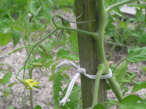 Tomato Amber honey: reviews, photos, yield