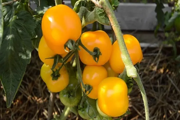 Tomato Amber honey: reviews, photos, yield