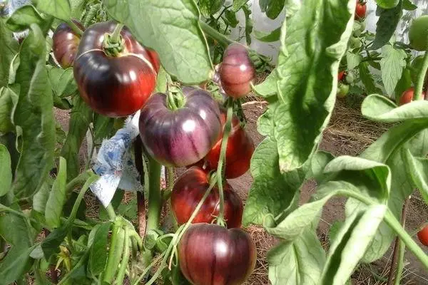 Tomato Amethyst jewel: characteristics and description of the variety