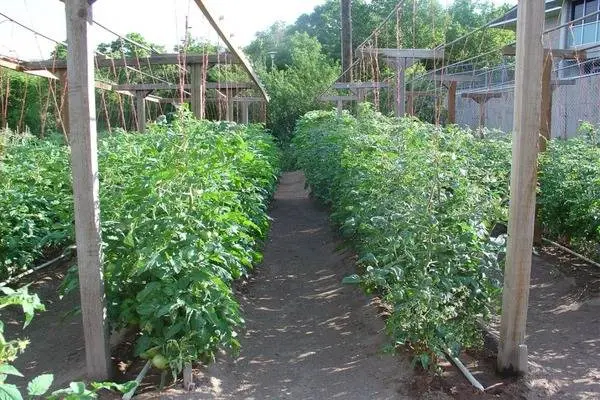 Tomato Amethyst jewel: characteristics and description of the variety