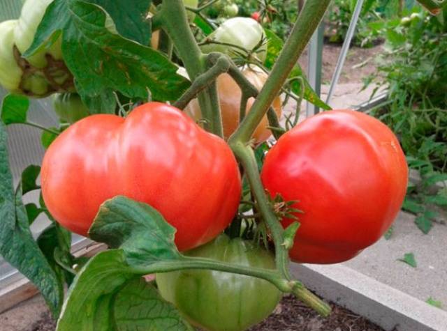 Tomato Andreevsky surprise: characteristics and description of the variety