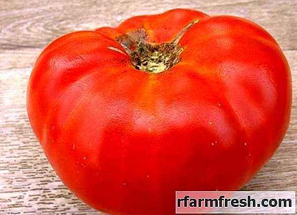 Tomato Andreevsky surprise: characteristics and description of the variety