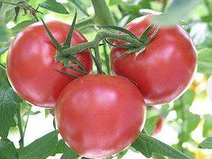 Tomato Andromeda F1: variety description, photos, reviews