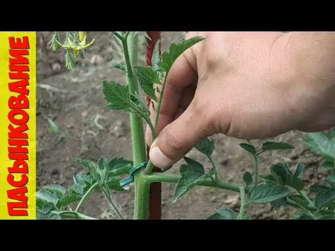 Tomato Andromeda F1: variety description, photos, reviews