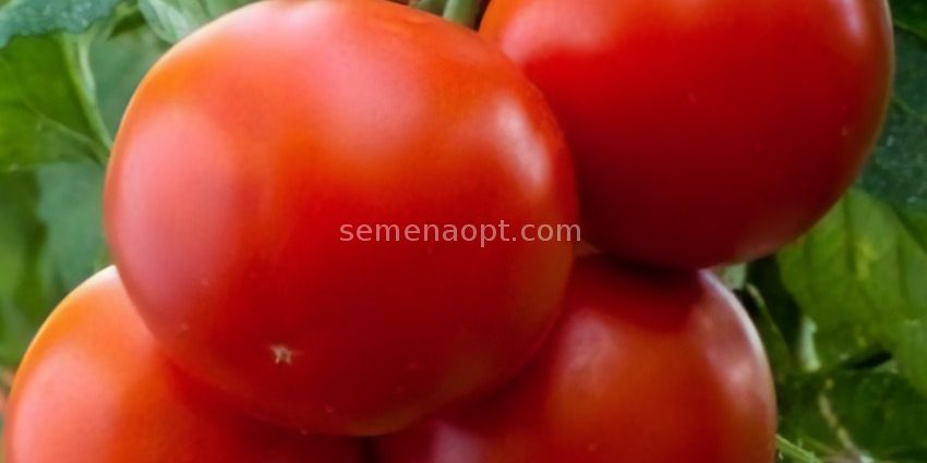 Tomato Andromeda F1: variety description, photos, reviews