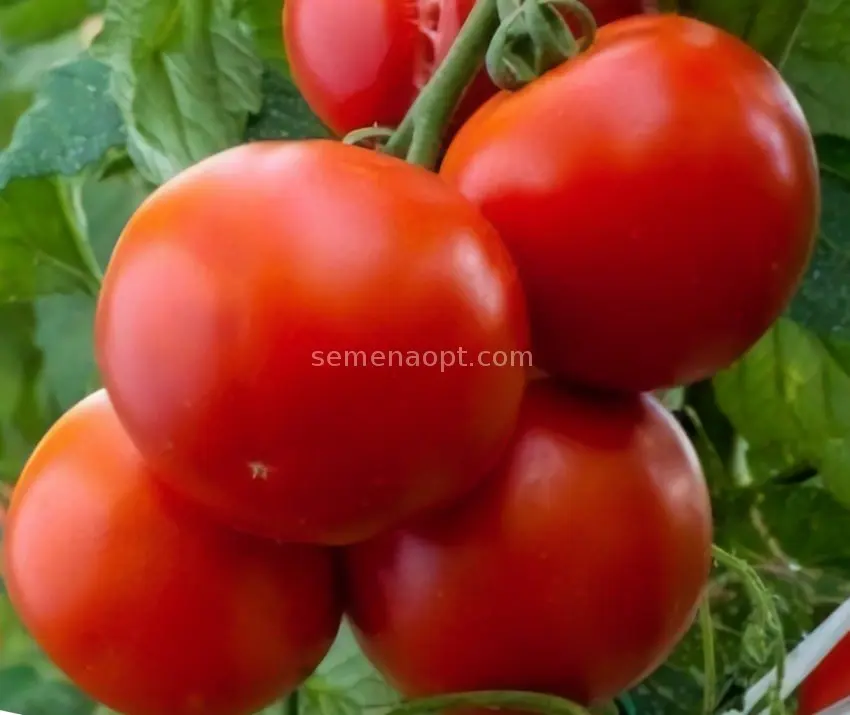 Tomato Andromeda F1: variety description, photos, reviews