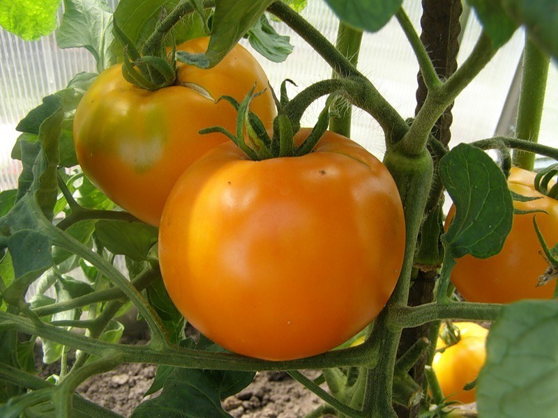 Tomato Andromeda: variety description, characteristics