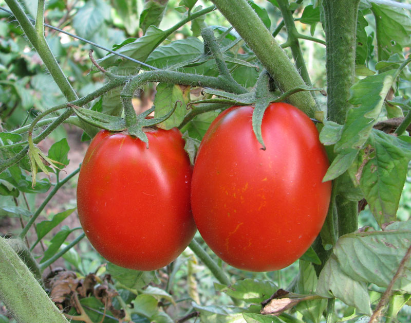 Tomato Andromeda: variety description, characteristics