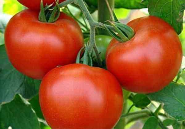 Tomato Andromeda: variety description, characteristics