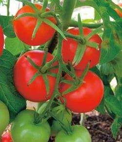 Tomato Anyuta F1: characteristics and description of the variety