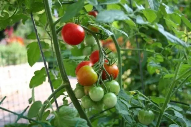 Tomato Anyuta F1: characteristics and description of the variety