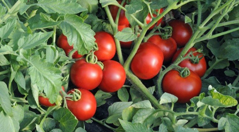 Tomato Anyuta F1: characteristics and description of the variety