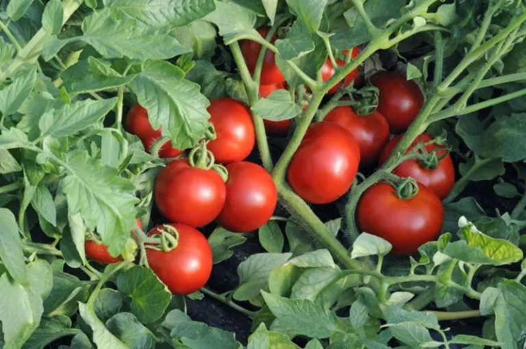 Tomato Anyuta F1: characteristics and description of the variety