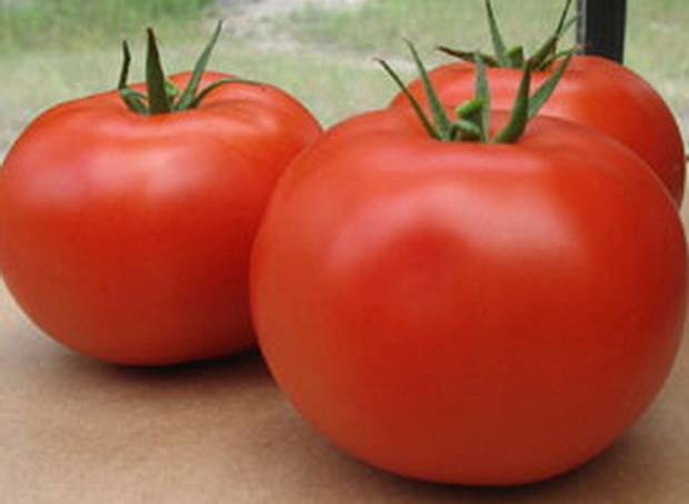 Tomato Aphrodite F1: reviews, description, photo