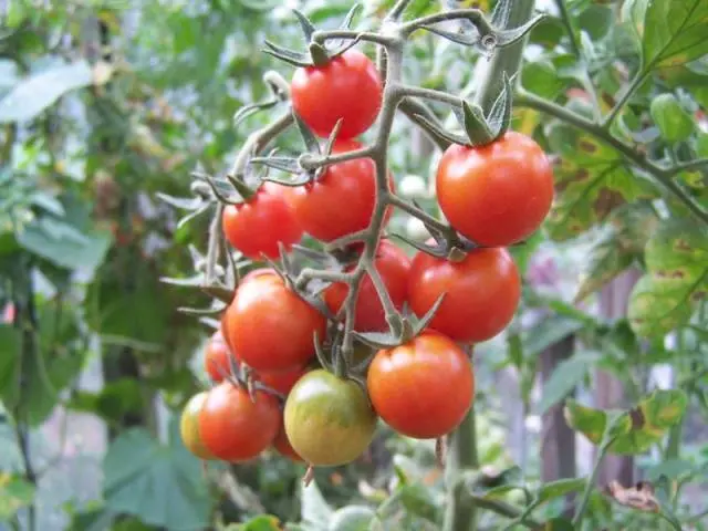 Tomato Aphrodite F1: reviews, description, photo