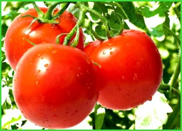 Tomato Aphrodite F1: reviews, description, photo