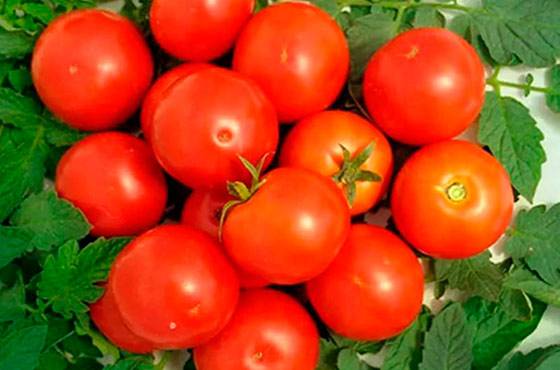 Tomato Aphrodite F1: reviews, description, photo