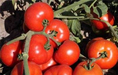 Tomato Aphrodite F1: reviews, description, photo