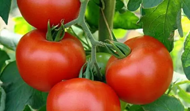 Tomato Aphrodite F1: reviews, description, photo