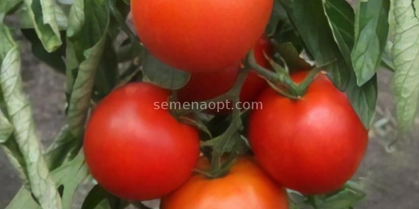 Tomato Aphrodite F1: reviews, description, photo