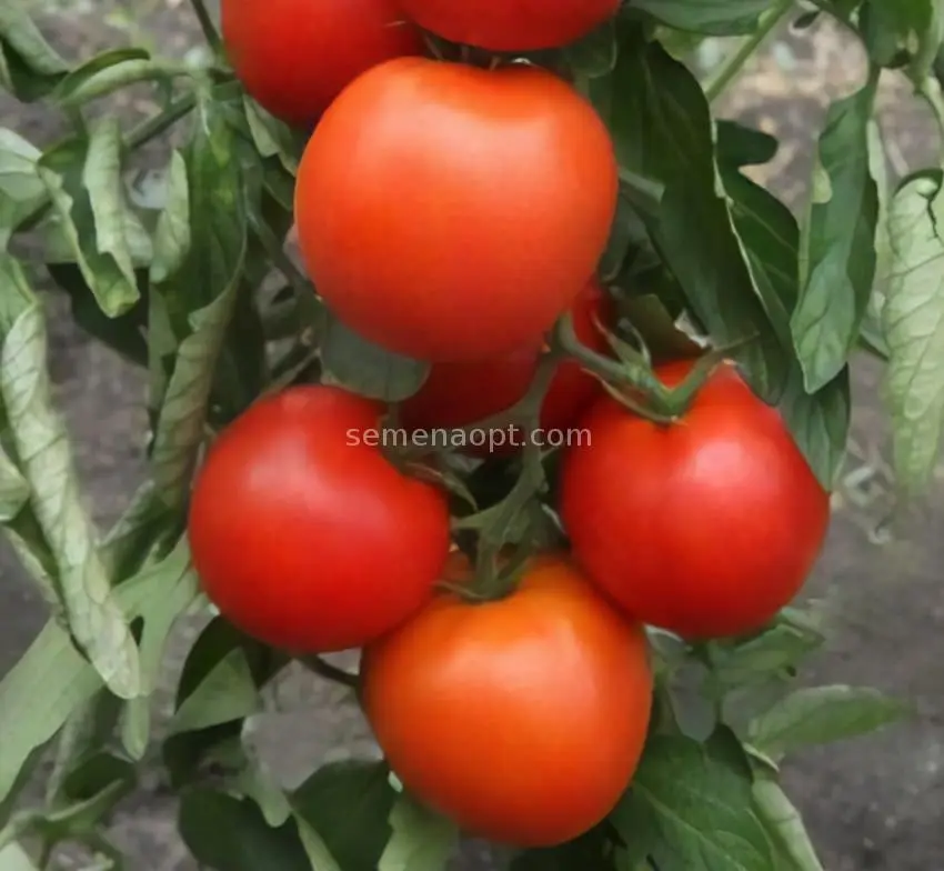 Tomato Aphrodite F1: reviews, description, photo