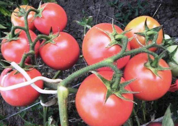 Tomato Apparently invisible: variety description, photos, reviews