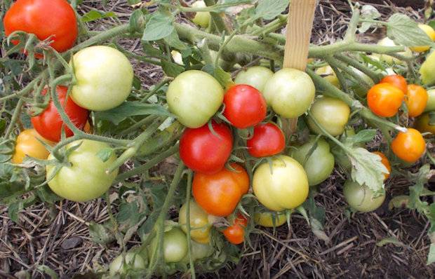 Tomato Apparently invisible: variety description, photos, reviews