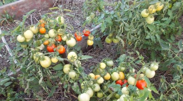 Tomato Apparently invisible: variety description, photos, reviews