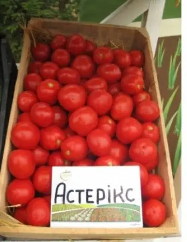 Tomato Asterix F1