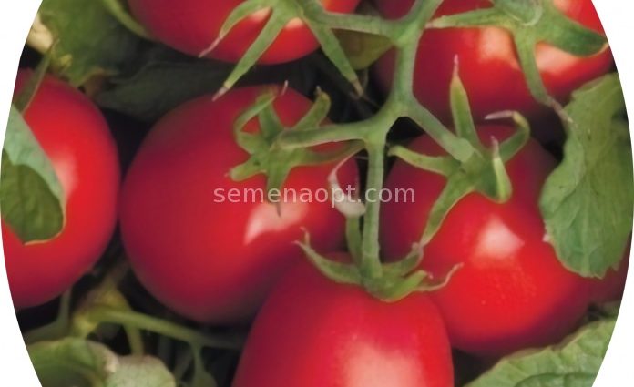 Tomato Asterix F1